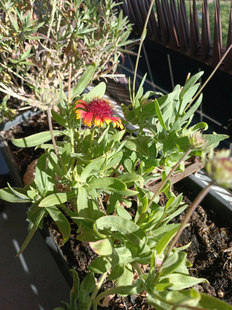 Kokardenblume — Bild 2