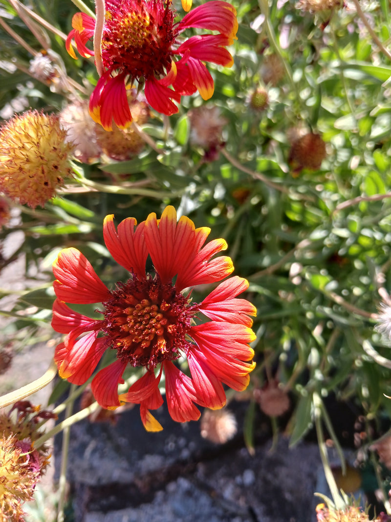 Kokardenblume — Bild 4