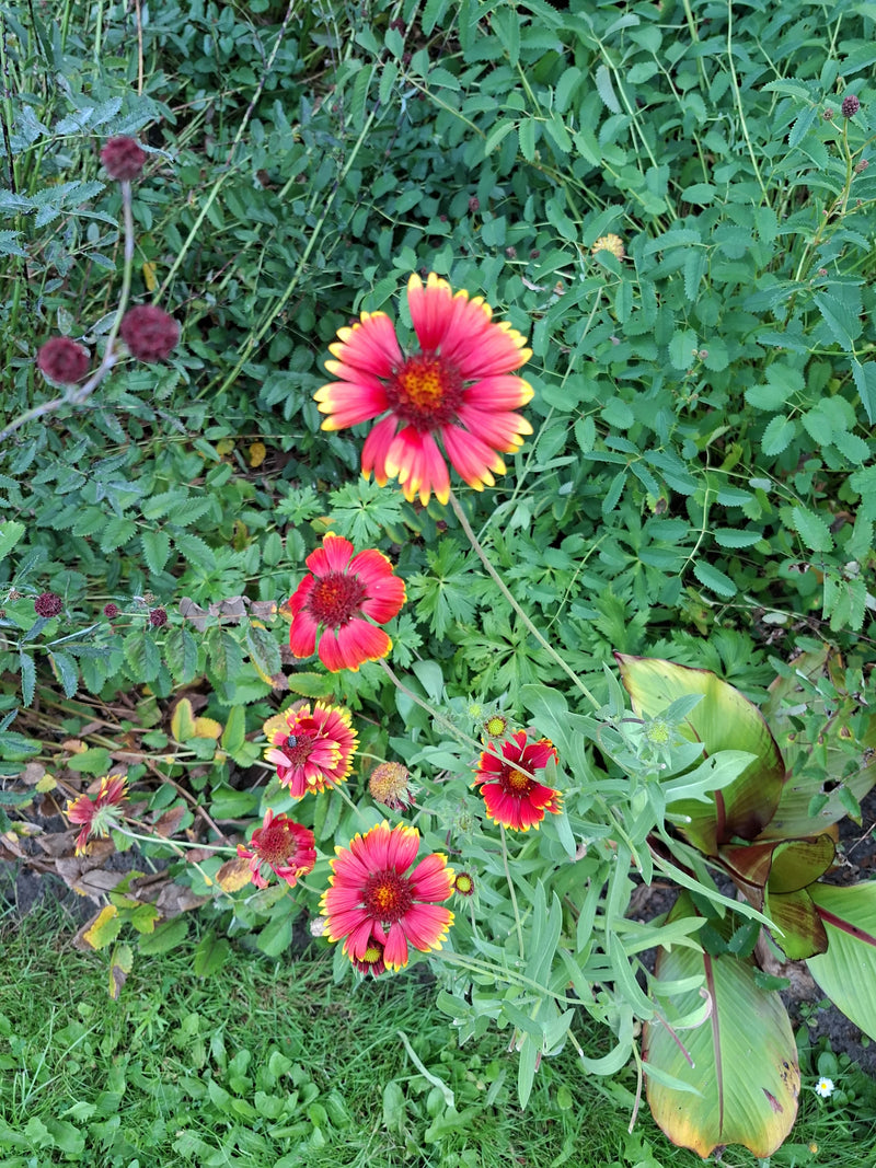 Kokardenblume — Bild 2