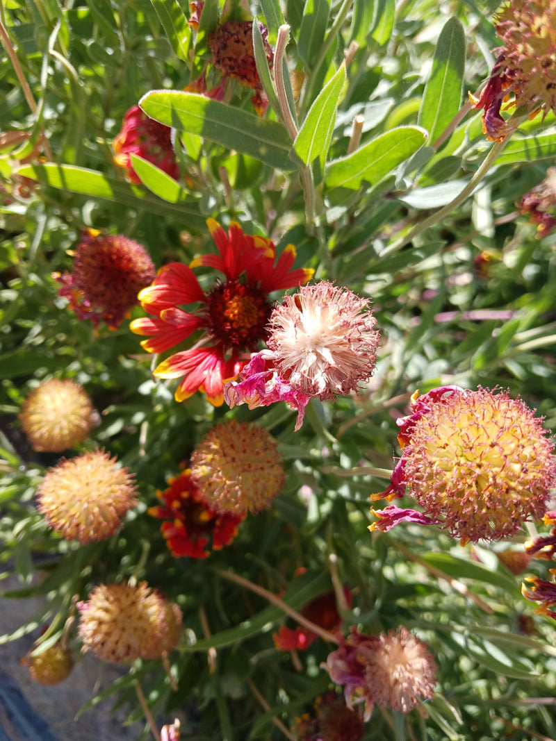 Kokardenblume — Bild 3