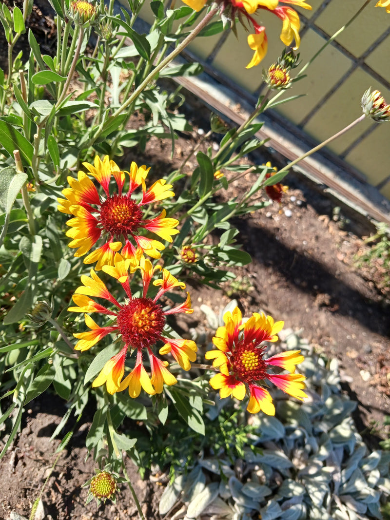 Kokardenblume — Bild 1