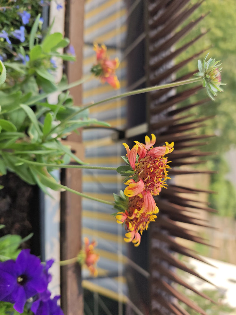 Kokardenblume — Bild 5
