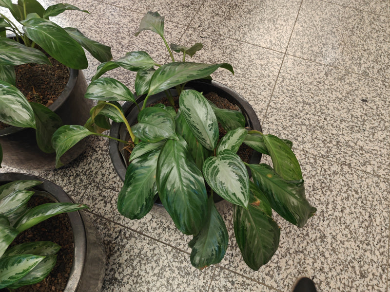 Roter Kolbenfaden — Bild 3