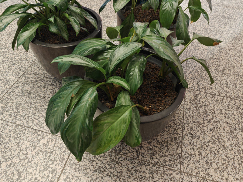 Roter Kolbenfaden — Bild 2