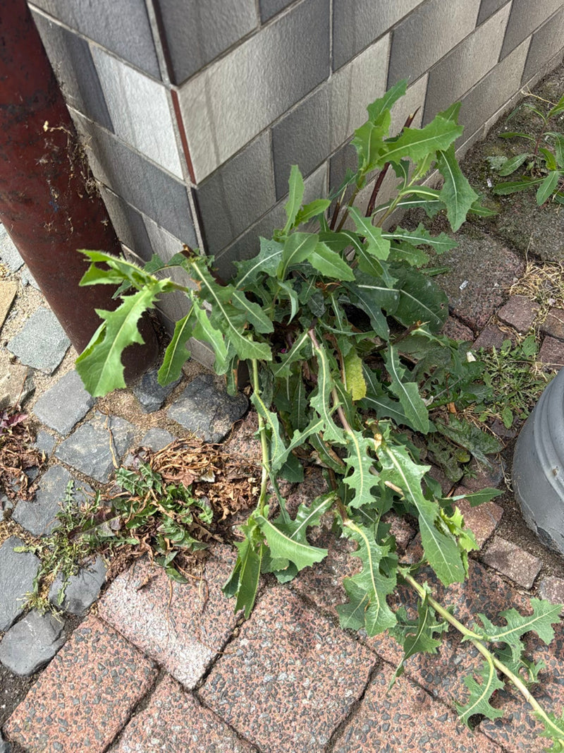 Kompasslattich — Bild 2