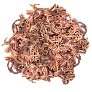 Kompostwürmer - Lebende Würmer Mix - Effektive Kompostbeschleuniger für Wurmkiste, Wurmkomposter, Schnellkomposter, Komposter - Silberkraft