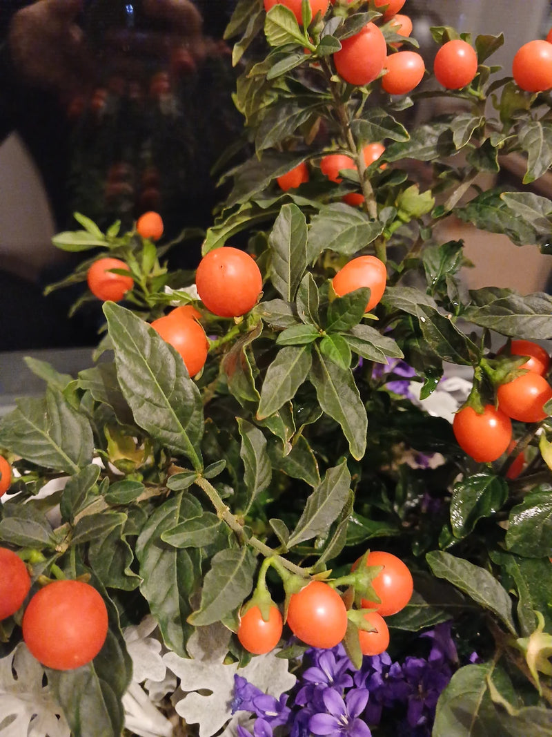 Ein Korallenstrauch mit zahlreichen rundlichen, leuchtend orangefarbenen Beeren und dunkelgrünen Blättern.