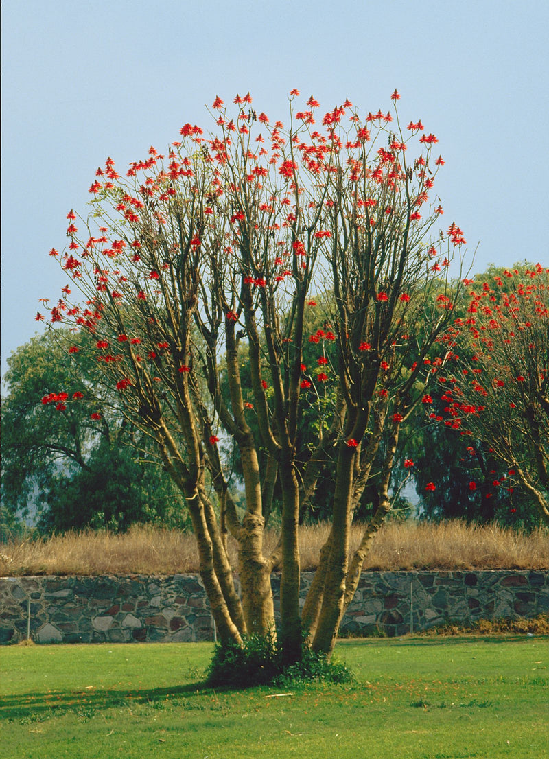 Korallenbaum — Bild 1