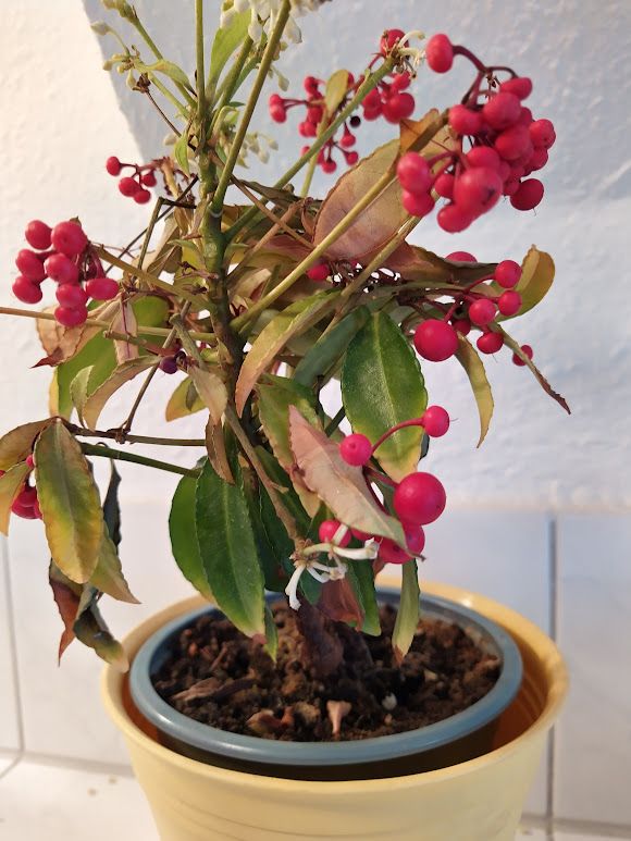 Korallenbeere — Bild 1