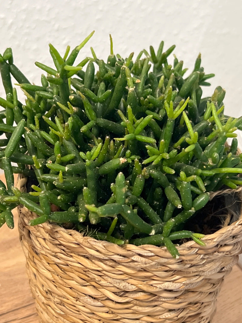 Korallenkaktus — Bild 1