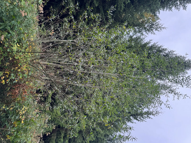 Ein mehrstämmiger Strauch der Korb-Weide mit aufrechten Ruten und schmalen Blättern vor einem Nadelwald.