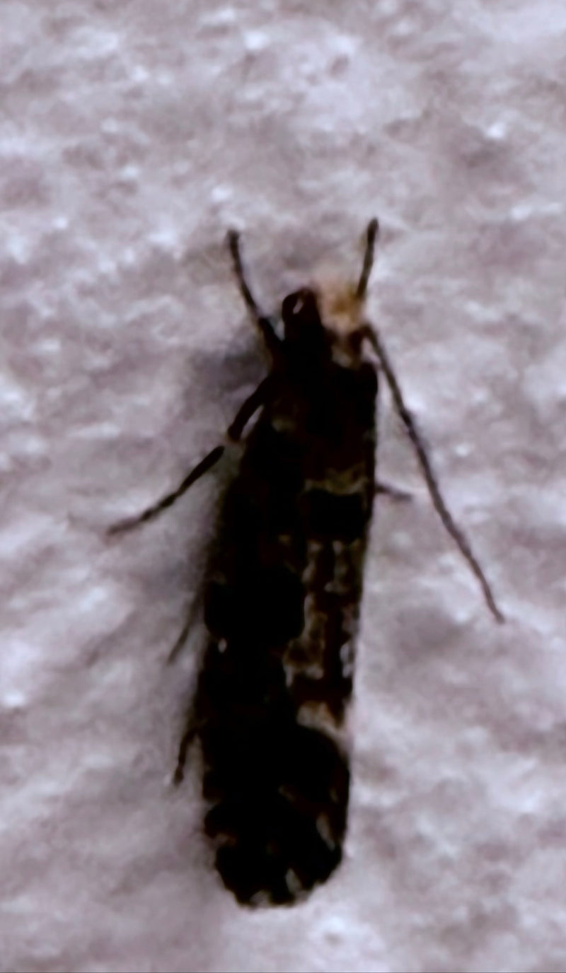 Korkmotte — Bild 1