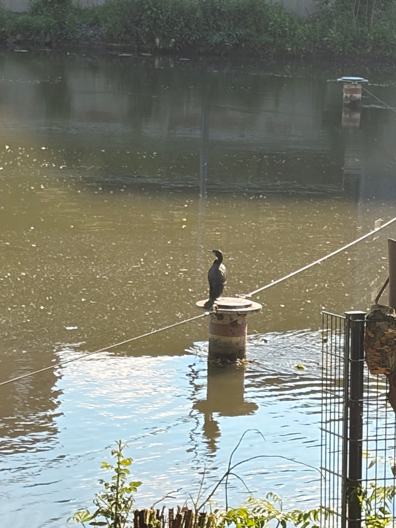 Kormoran — Bild 1