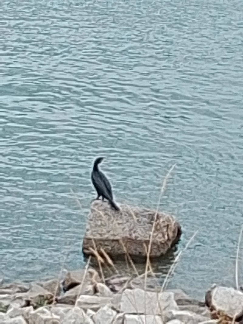 Kormoran — Bild 5