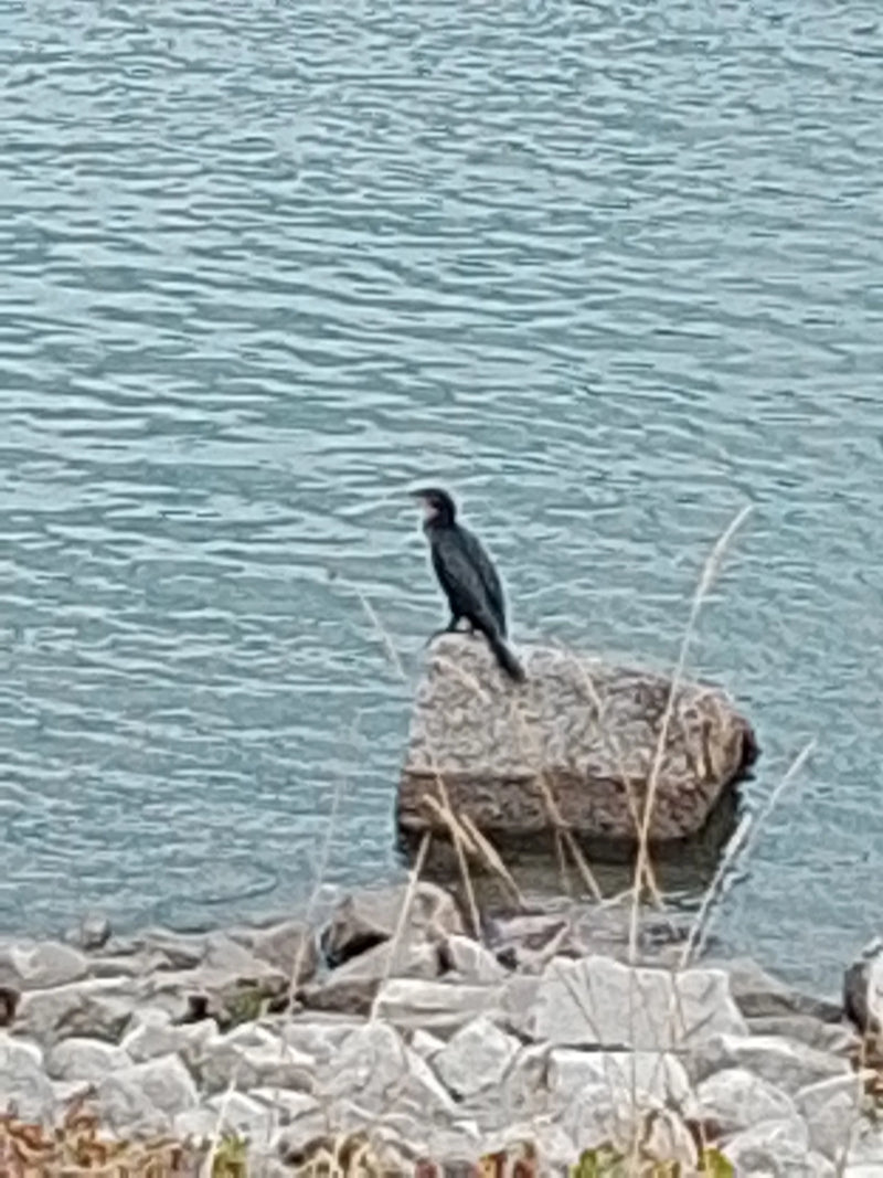 Kormoran — Bild 2