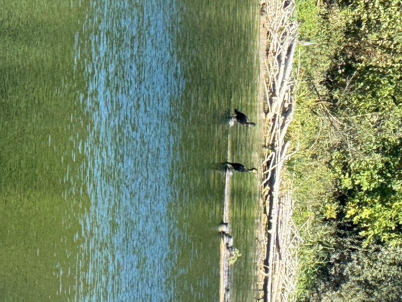 Zwei Kormorane schwimmen nah am bewaldeten Ufer eines Gewässers. Sie halten sich in der Nähe von Totholz auf.