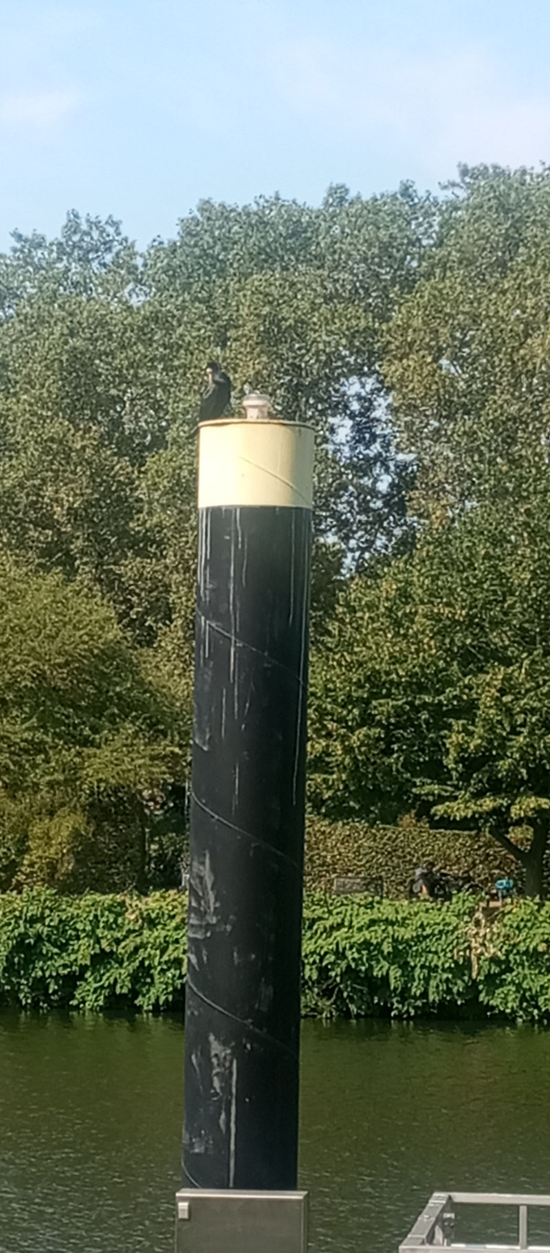 Kormoran — Bild 1