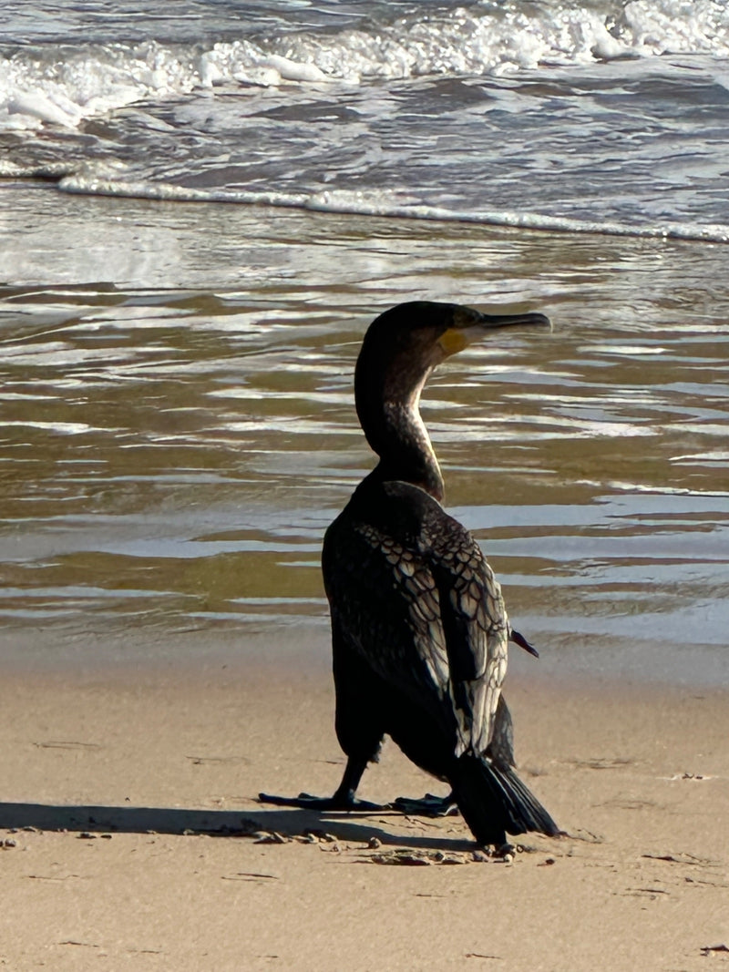 Kormoran — Bild 4