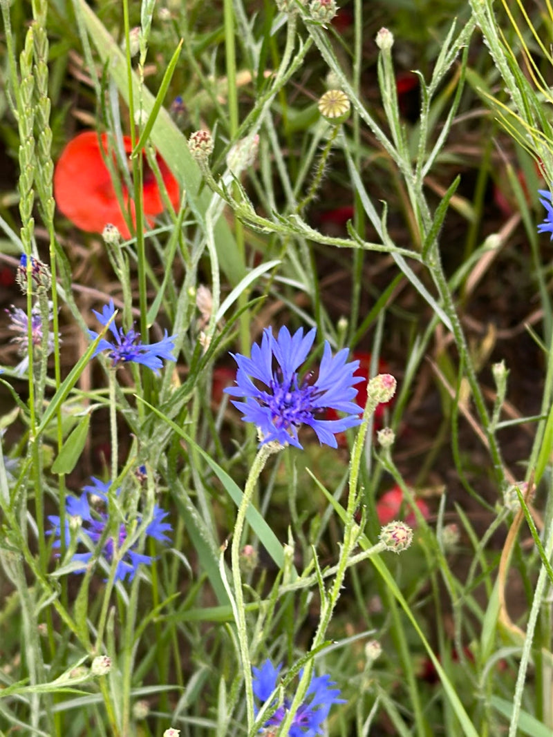 Kornblume — Bild 1