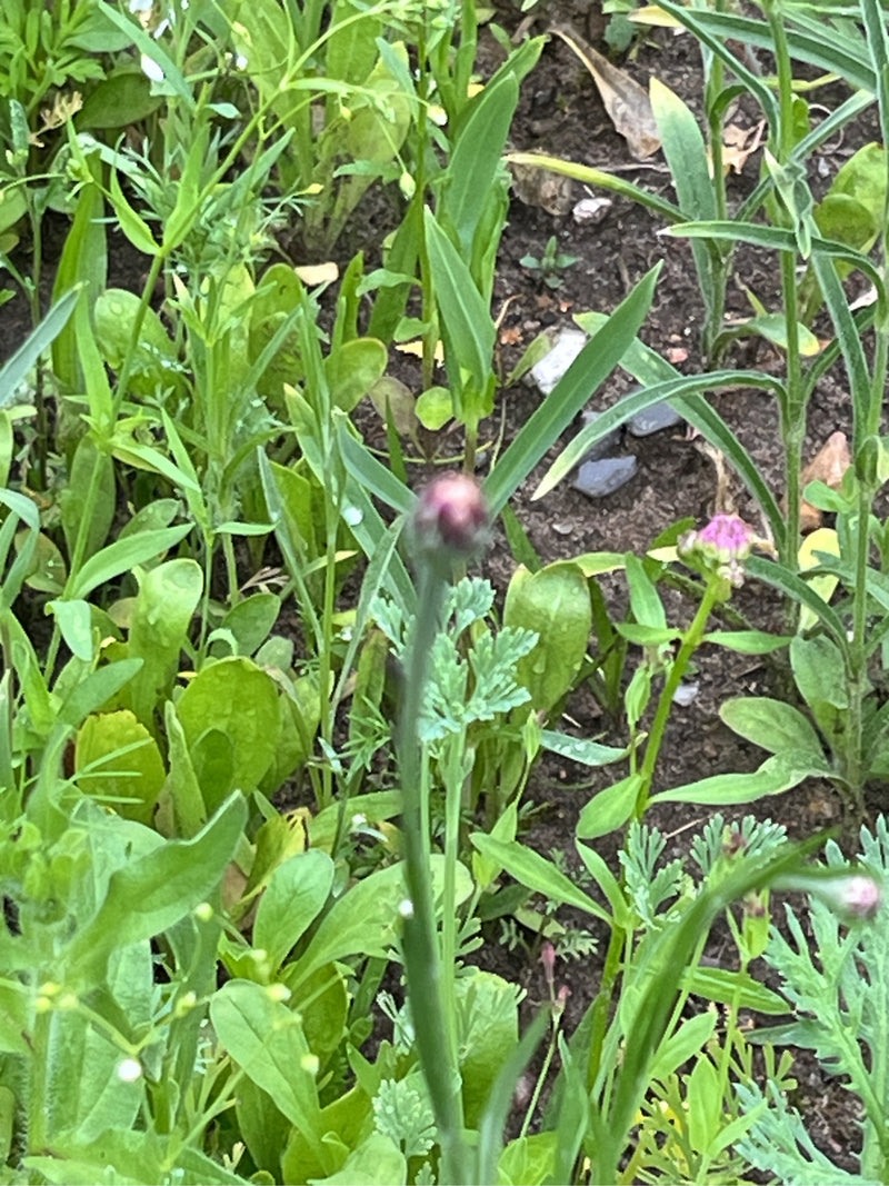 Kornblume — Bild 2 von 6