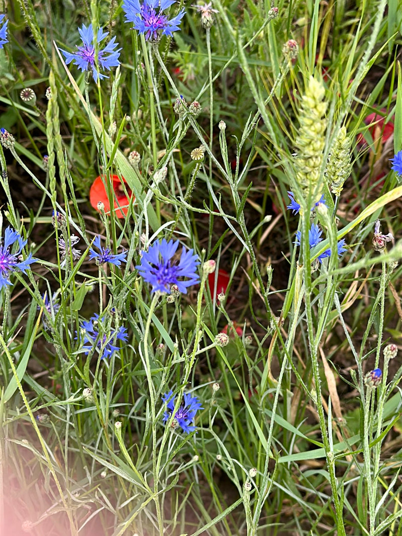 Kornblume — Bild 2