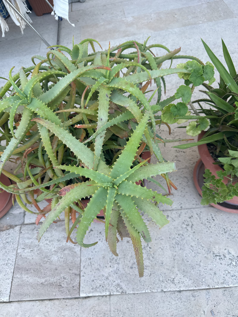 Krantz-Aloe — Bild 1
