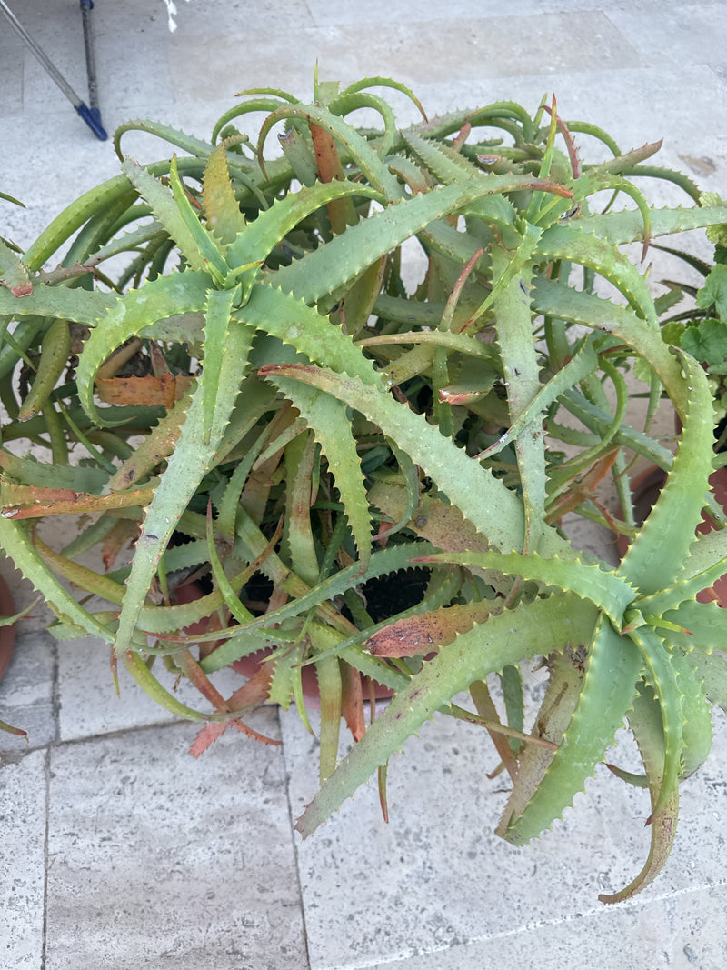 Krantz-Aloe — Bild 3