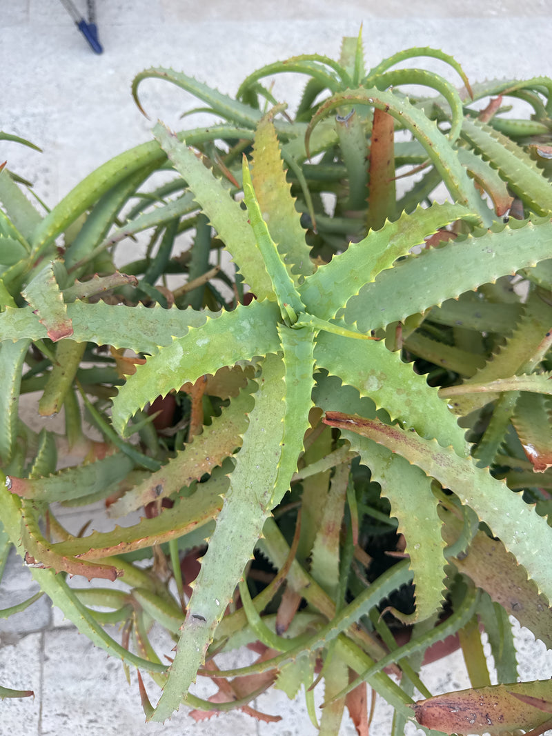 Krantz-Aloe — Bild 4