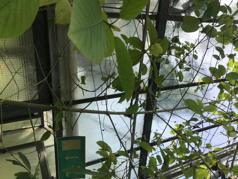 Kratom — Bild 1 von 3