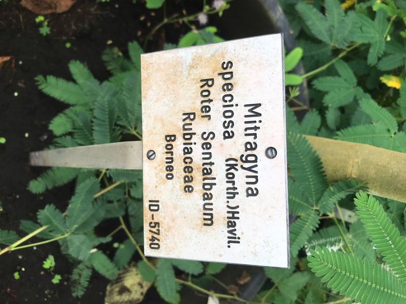 Kratom — Bild 2 von 3