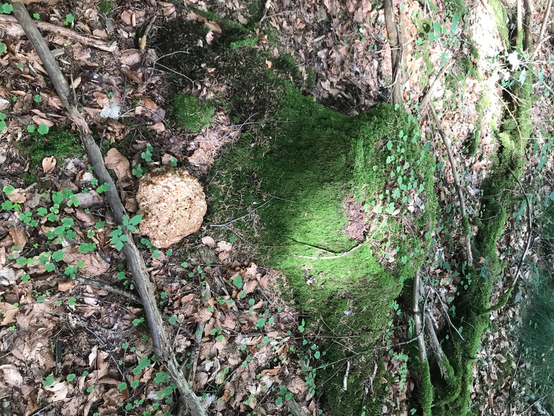 Krause Glucke — Bild 1 von 13
