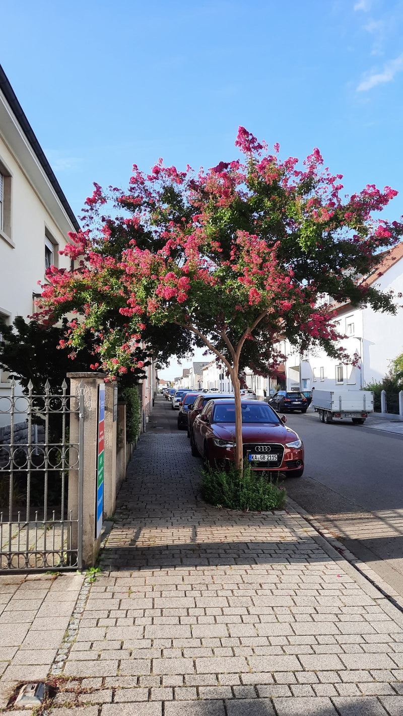 Kreppmyrte — Bild 5 von 11