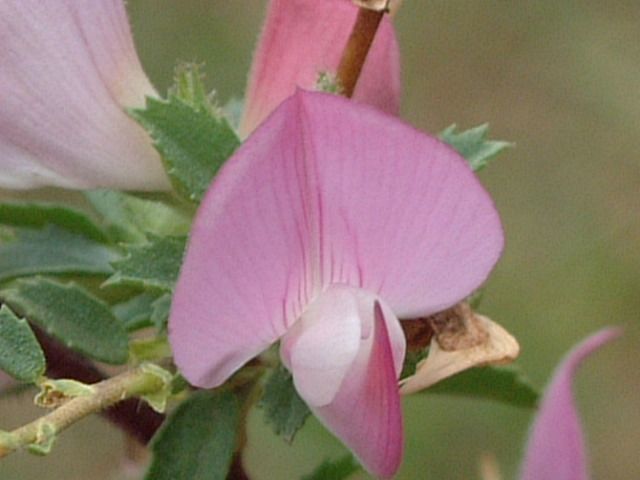 Kriechende Hauhechel — Bild 2