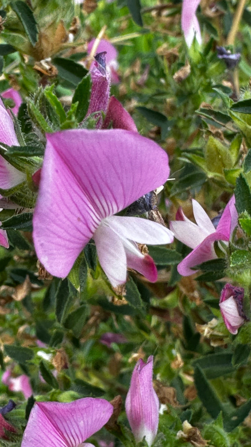 Kriechende Hauhechel — Bild 1