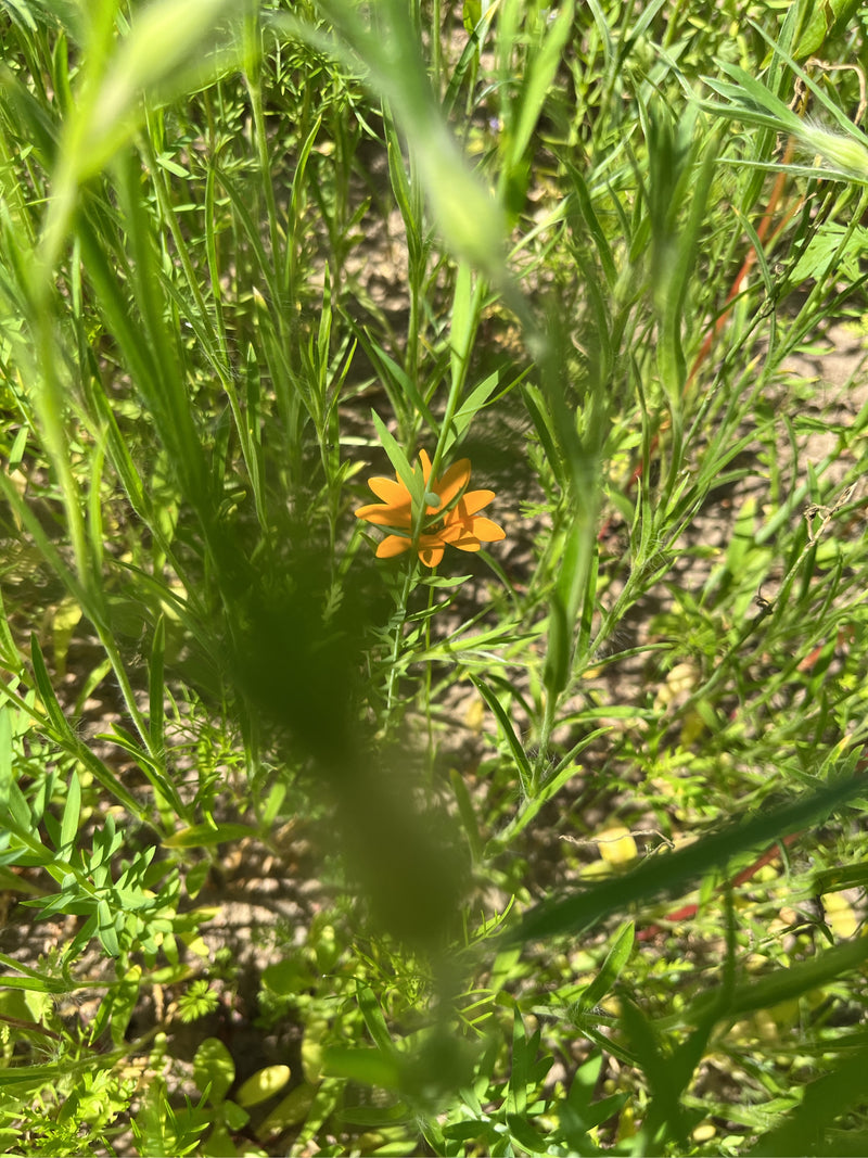 Husarenknoepfchen — Bild 1