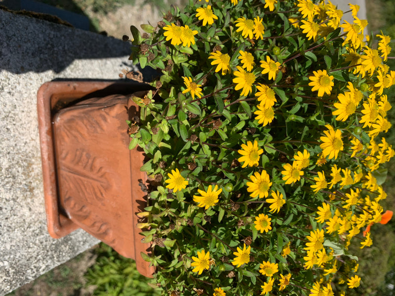 Das Foto zeigt eine üppig blühende Pflanze mit zahlreichen kleinen gelben Blüten und grünen Blättern in einem terracottafarbenen Pflanztopf.