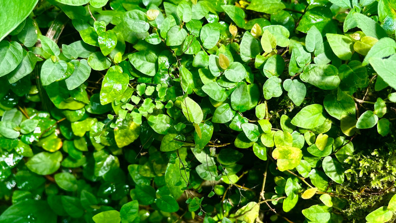 Kriechender Feigenbaum — Bild 1 von 1