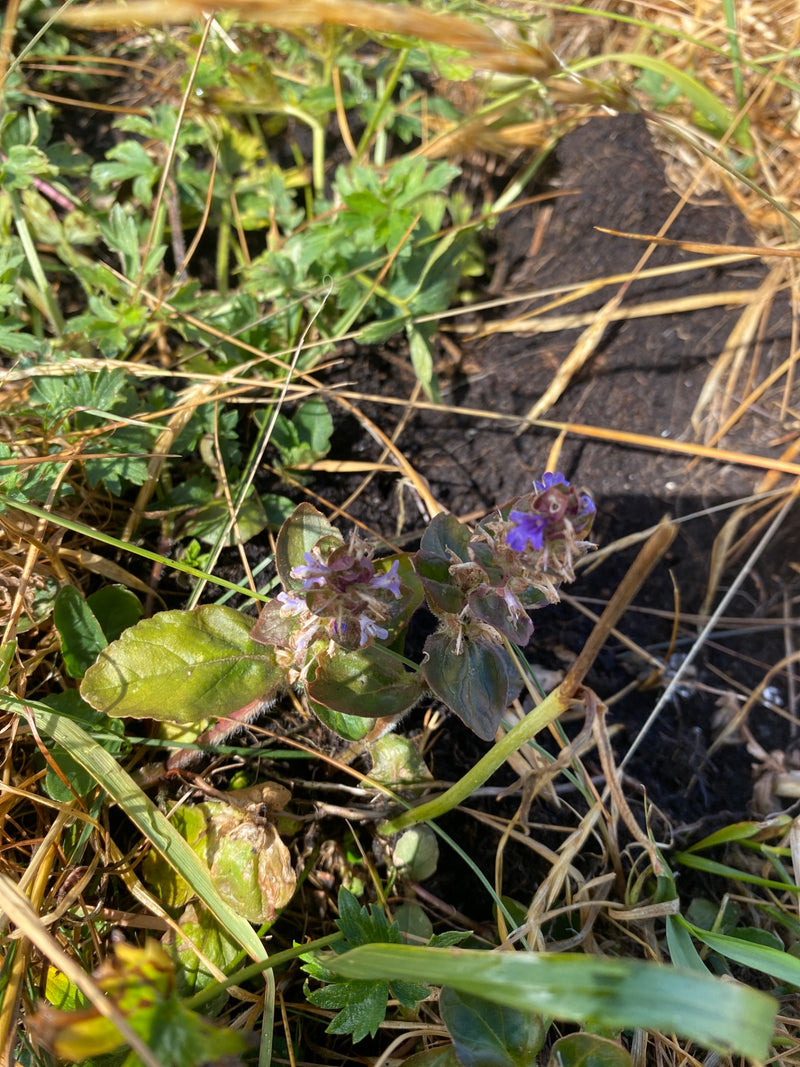 Kriechender Günsel — Bild 5