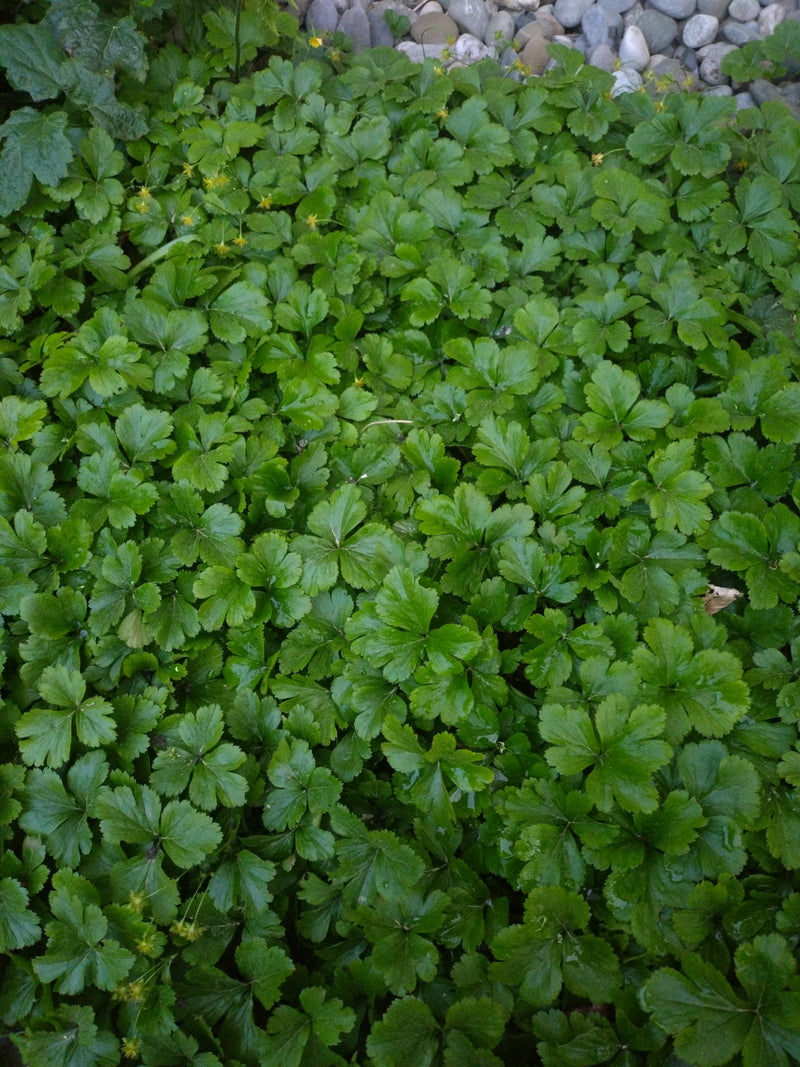 Kriechendes Fingerkraut — Bild 3