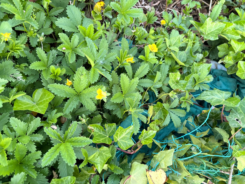 Kriechendes Fingerkraut — Bild 1