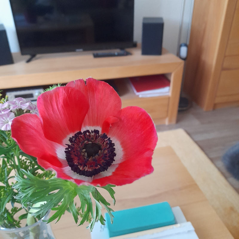Kronen-Anemone — Bild 2