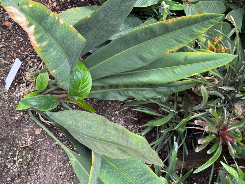 Kubanische Anthurie — Bild 2 von 2