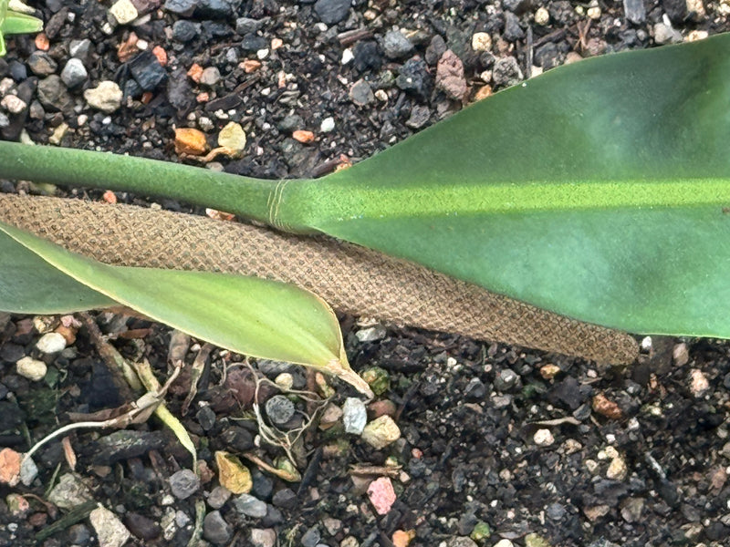 Kubanische Anthurie — Bild 1 von 2