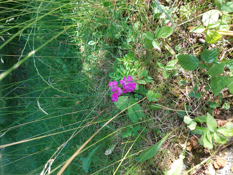 Kuckucks-Lichtnelke — Bild 4