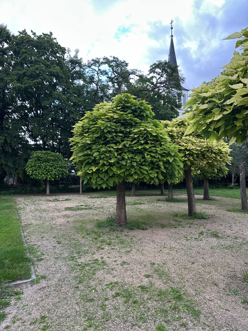 Trompetenbaum — Bild 3