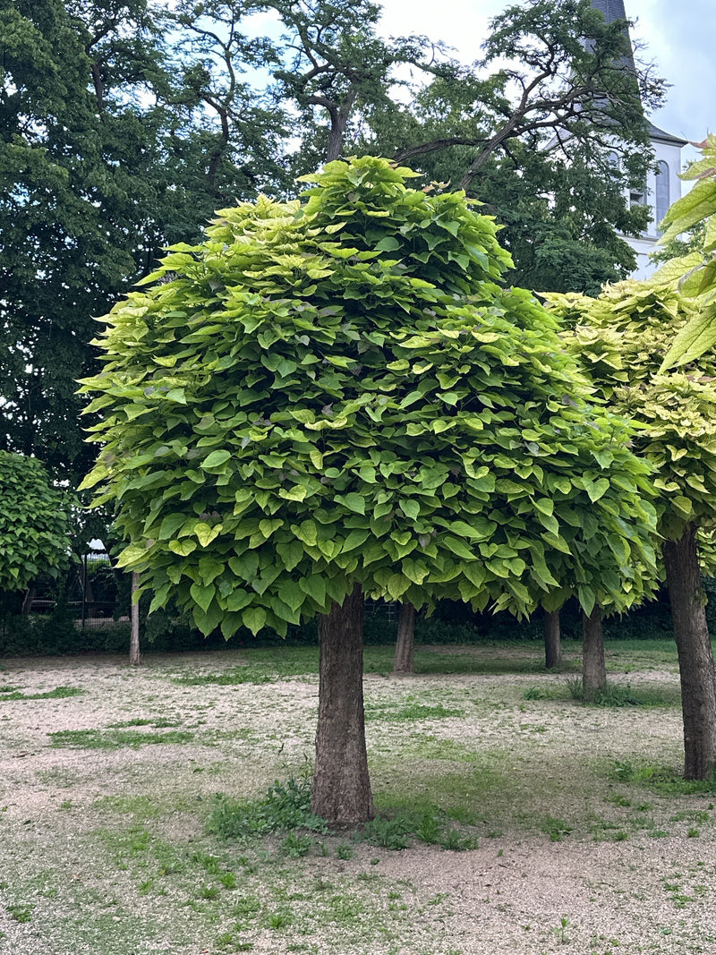 Trompetenbaum — Bild 1