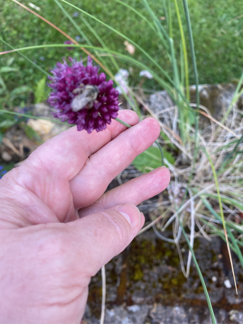 Kugellauch — Bild 3