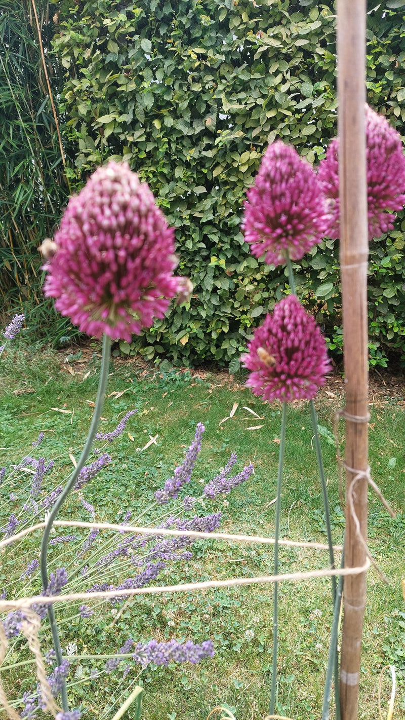 Kugellauch — Bild 2