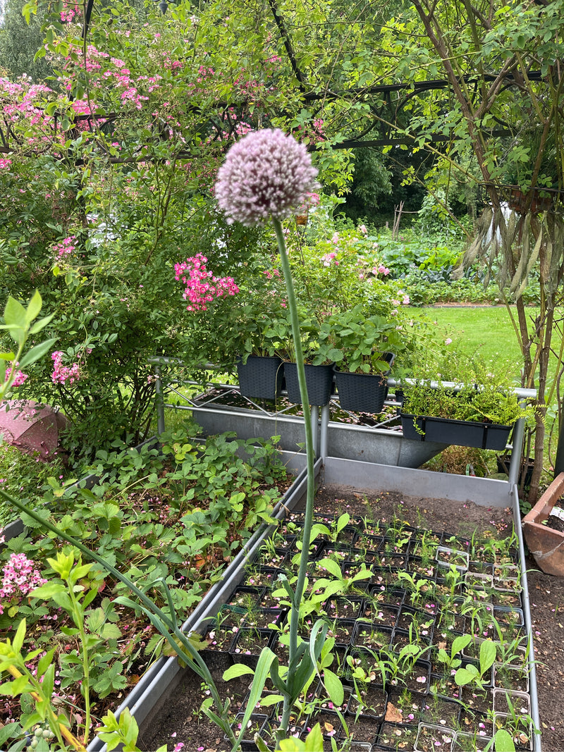 Kugellauch — Bild 1
