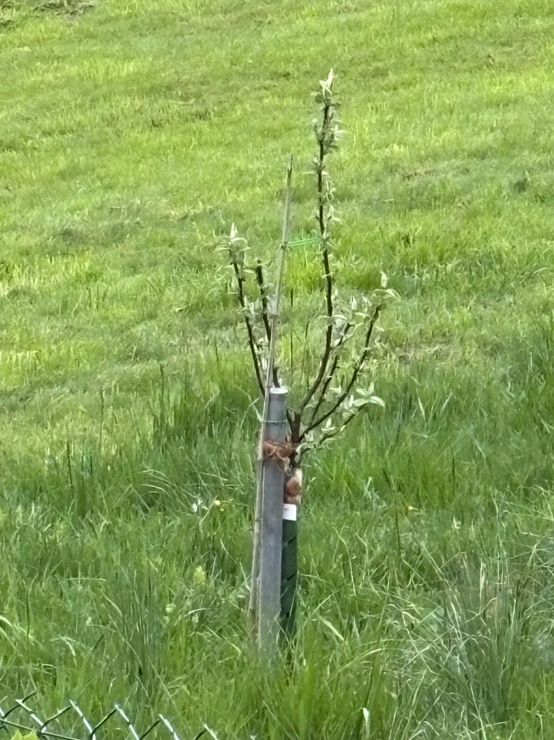 Apfelbaum — Bild 2